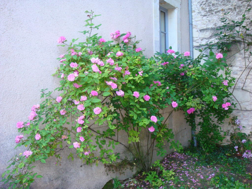 Manoir D'Orbe Hotell Montreuil-Bellay Eksteriør bilde